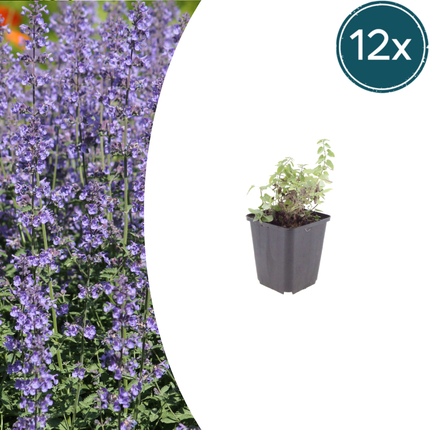 Nepeta 'Grol' -  Kattenkruid - ↕10-25cm - Ø9cm - 12x