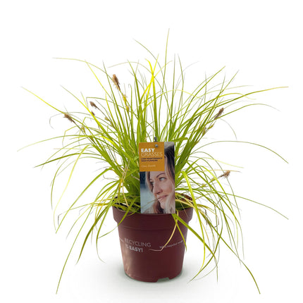 Carex oshimensis Everillo - Sedge - Yellow - ↕50cm - Ø17cm