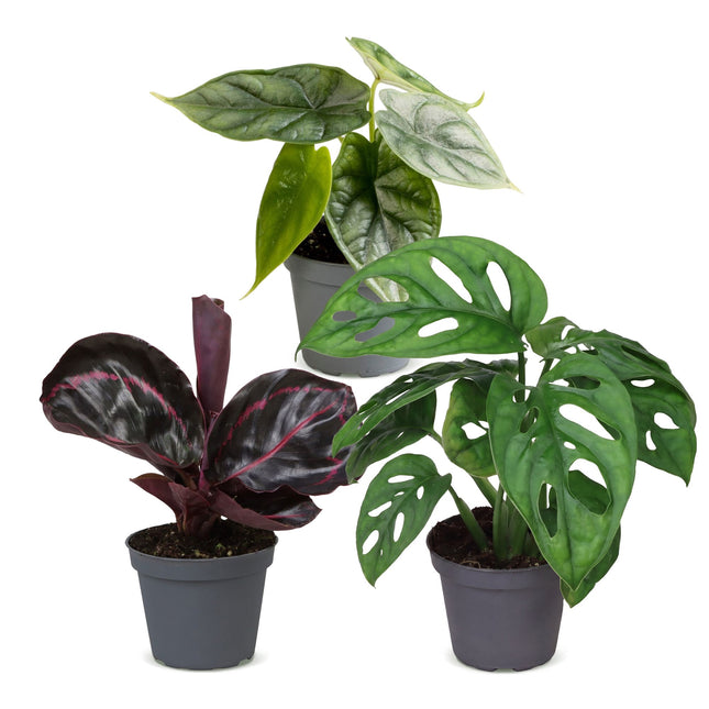 Babyväxter Jungle Mix - Blandat 3x - Tropisk - Ø6cm - ↕10-15cm