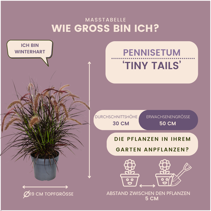 Pennisetum 'Tiny Tails' - Herbe aux écouvillons - ↕40-50cm - Ø19cm - 2x