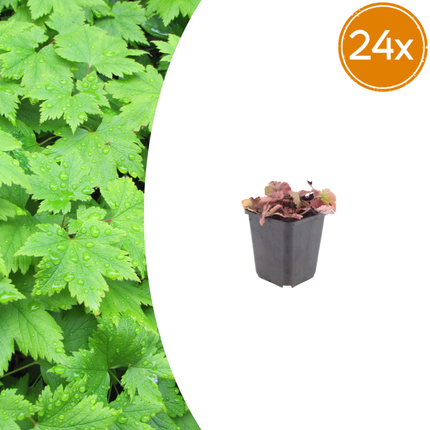 Tiarella cordifolia - Schuimbloem - ↕10-25cm - Ø9cm - 24x