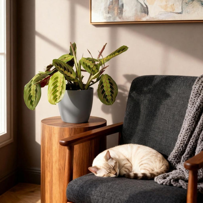 Maranta Fascinator Tricolour - Gebedsplant - met witte plantenpotten - ↕25cm - Ø12cm - 2x