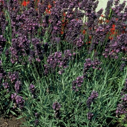 Lavandula Angustifolia 'Munstead' - ↕10-25cm - Ø9cm - 6x