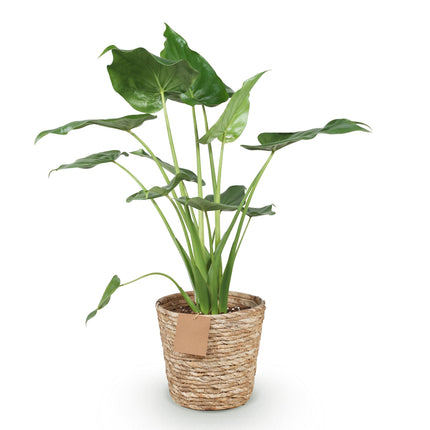 Alocasia Cucullata - Mano de Buda - con cesta - ↕65-70 cm - Ø21 cm