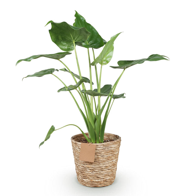 Alocasia Cucullata - Buddha's Hand - with basket - ↕65-70cm - Ø21cm