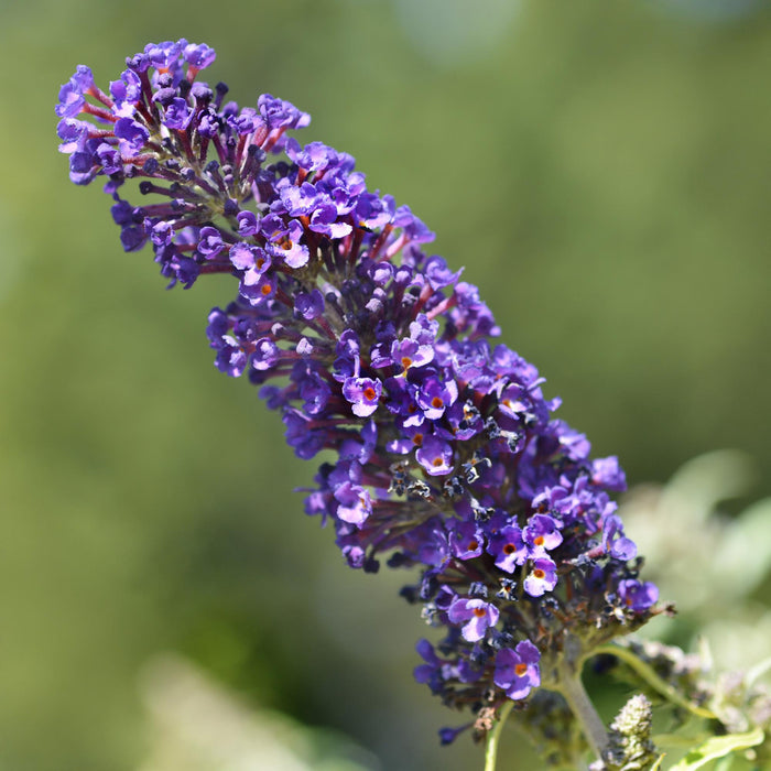Vlinderstruik - Buddleja davidii Black Night - Bloem Paars - ↕25cm - Ø17cm - 1x