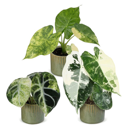 Baby Alocasia Tricolour Variegata 3x - Groen - Zwart - Variegata - Tropisch - incl. Linnea Olive - Ø6cm - ↕5-15cm