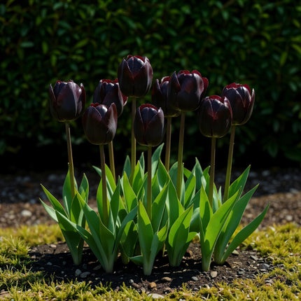 Blumenzwiebeln – Tulpe Triumph Black – Farbe: Dunkelviolett – 12 Stück – Zwiebelgröße: 11/12 – XXL-Packung