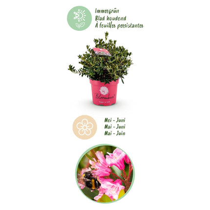 Dwerg Rhododendron - Rhododendron Bloombux Magenta - Bloeiende Buxus - Roze Bloem - ↕45-55cm - Ø23cm