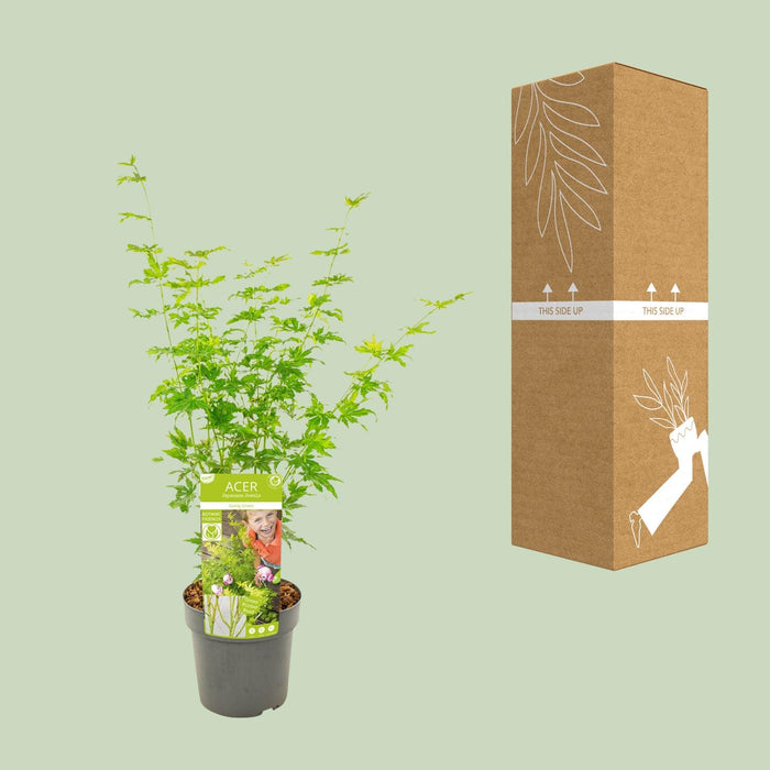 Acer Palmatum Going Green - Japanse Esdoorn - ↕50cm - Ø19cm