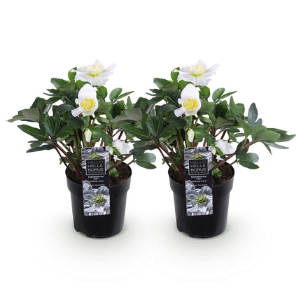 Kerstroos - Helleborus Christmas Carol  - Witte Bloem - ↕25cm - Ø10,5cm - 2x