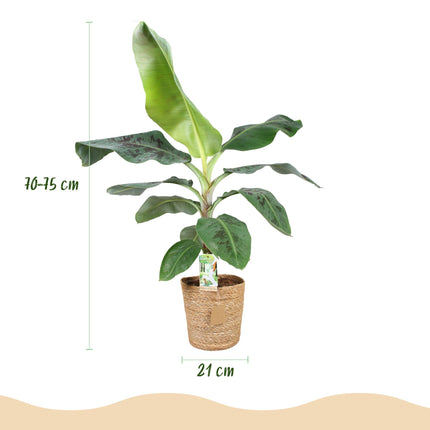 Musa acuminata Dwarf Cavendish - Banana plant - with basket - ↕70-75cm - Ø21cm
