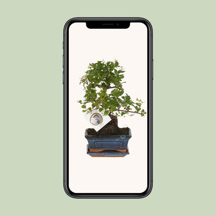 Bonsai S-vorm - ↕15cm - Ø15cm