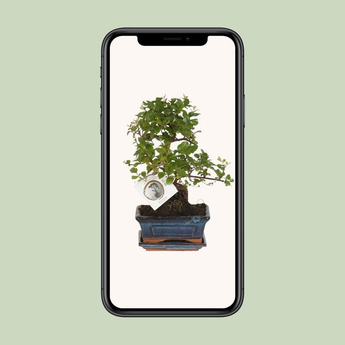 Bonsai S-vorm - ↕15cm - Ø15cm