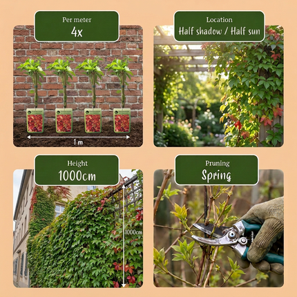 Parthenocissus quin. 'Engelmannii' - Engelmann klimop 4x - Geel - Groen - Klimplant - Ø9cm - ↕35cm