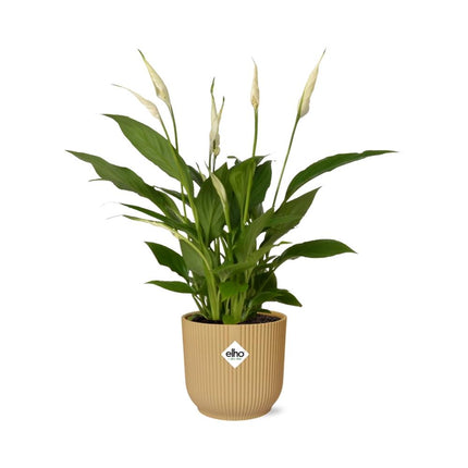 Spathiphyllum 12cm Torelli in elho Vibes Fold Ø14cm yellow