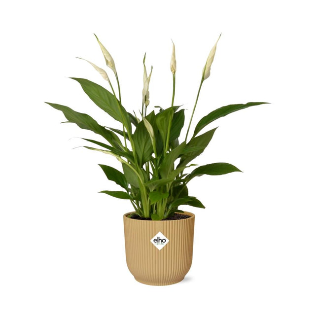 Spathiphyllum 12cm Torelli in elho Vibes Fold Ø14cm yellow