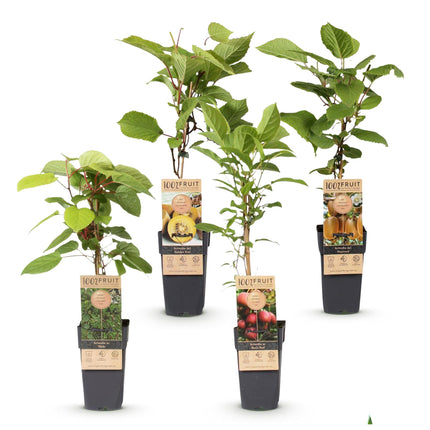 Actinidia Weiki & Hayward, Ken's Red, Golden Kiwi - Kiwiplant - 1 Mannelijke - 3 Vrouwelijke - Groen-Rood-Geel - ↕50cm - Ø15cm - 4x