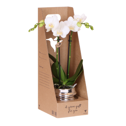 Kolibri Orchids | Witte Phalaenopsis Orchidee - Mineral Amabilis in Chrome Dubbel Sierpot met Giftbox - Ø9 cm
