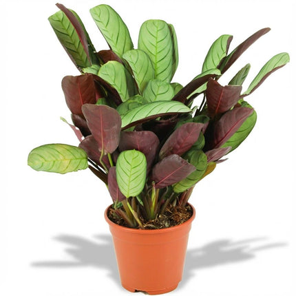 Ctenanthe Amagris - ↕35-40cm - Ø14cm