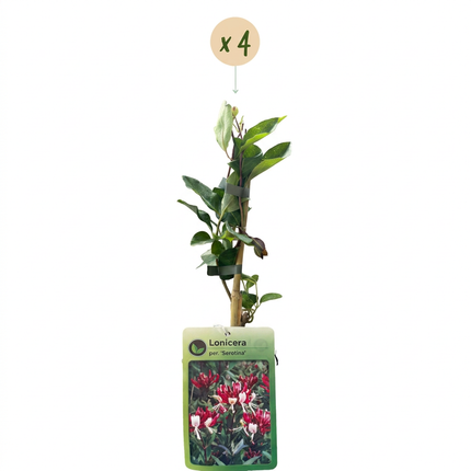 Lonicera per. 'Serotina' - Kamperfoelie 4x - Paars - Geel - Klimplant - Ø9cm - ↕35cm