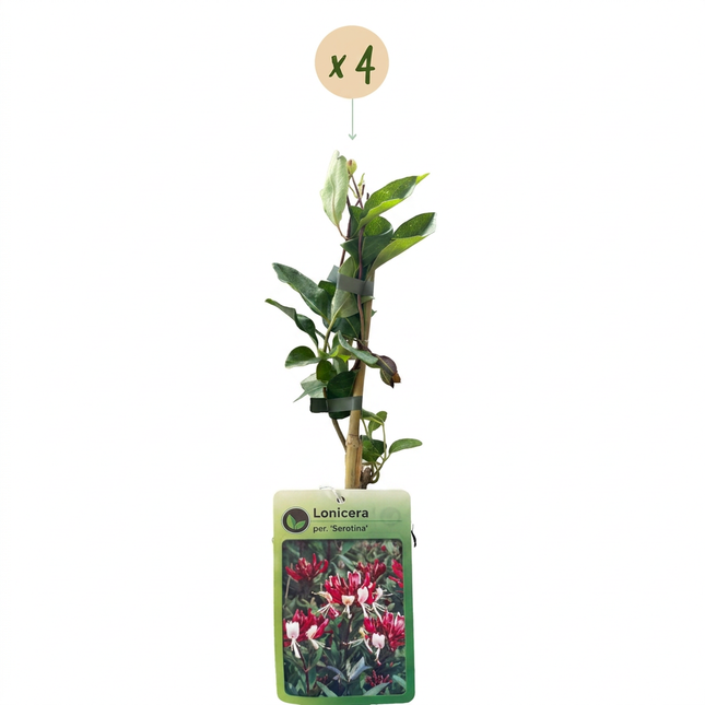 Lonicera per. 'Serotina' - Kamperfoelie 4x - Paars - Geel - Klimplant - Ø9cm - ↕35cm