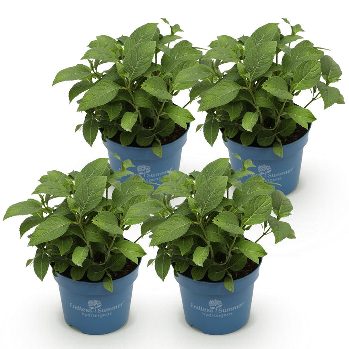 Hortensia Endles Summer The Bride - Hortensia - Hvid - ↕20-25cm - Ø14cm - 4x