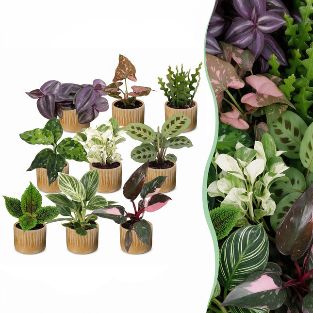 Baby Plants Surprise Box 9x - Verrassingsbox kleine planten - Diversen - Tropisch - incl. Linnea Honey - Ø6cm - ↕5-15cm