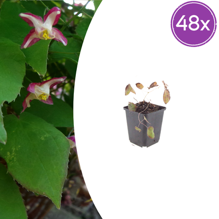 Epimedium rubrum - Elfenbloem - ↕10-25cm - Ø9cm - 48x