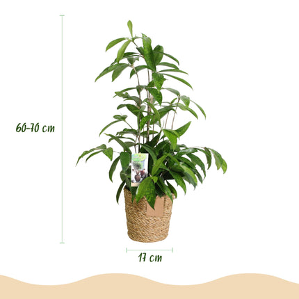 Dracaena surculosa - Arbre Sang-Dragon - avec panier - ↕60-70cm - Ø17cm