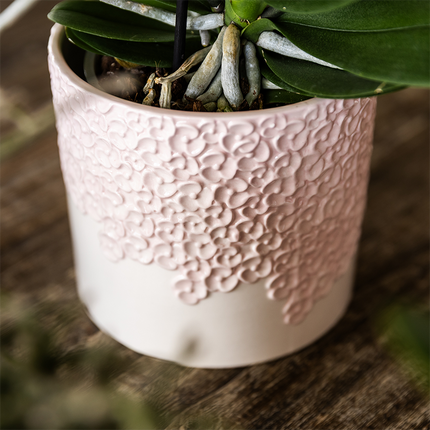 Kolibri Orchids | Coffret Cadeau Bloom rose | Orchidée Phalaenopsis rose Portugal avec plante verte dans des pots décoratifs Bloom rose sur plateau Cloud rose