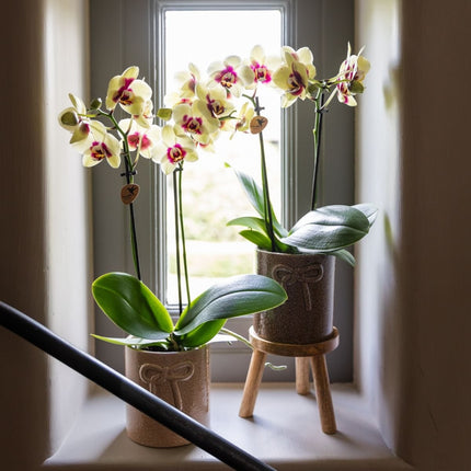 Kolibri Orchids | Geel-Rode Phalaenopsis Orchidee - Diamond Uruguay - Ø9 cm