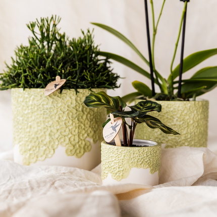 Kolibri Company | Bloom Green plantesæt | Gul Albenga orkidé 9 cm + grønne planter inkl. dekorative potter