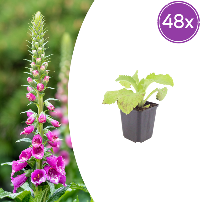 Vingerhoedskruid - Digitalis purpurea - ↕10-25cm - Ø9cm - 48x