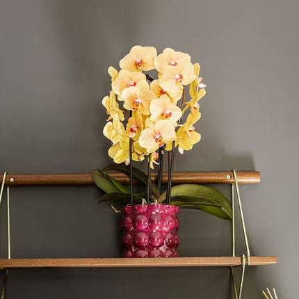 Kolibri Orchids | Oranje-Roze Phalaenopsis Orchidee - Niagara Fall Sunny Bunny in Cotton Sierpot Paars - Ø12 cm