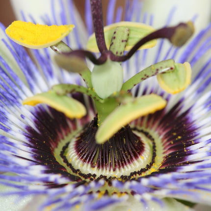 Passiebloem - Passiflora Blauw caerulea - ↕65cm - Ø15cm