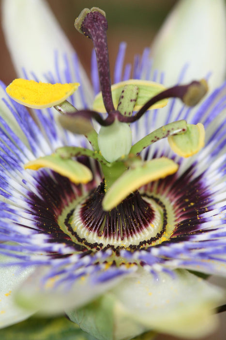 Passiebloem - Passiflora Blauw caerulea - ↕65cm - Ø15cm