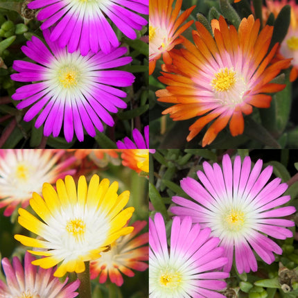 Delosperma Jewel of Dessert - IJsbloem - Rood, Oranje, Paars, Roze - ↕17cm - Ø14cm - 8x