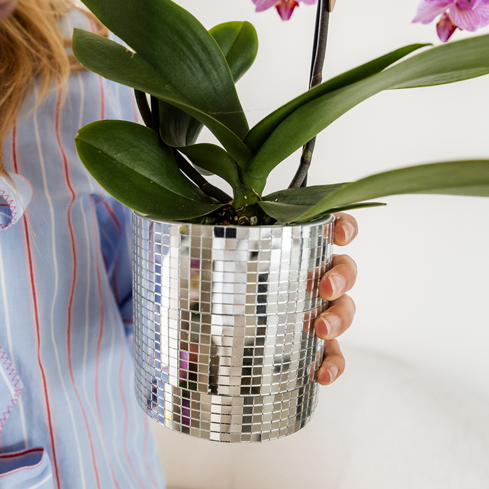 Kolibri Orchids | Paarse Vienna orchidee + Disco sierpot – potmaat Ø9cm | bloeiende kamerplant – vers van de kweker