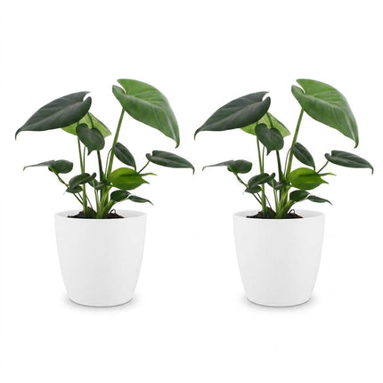 Monstera Deliciosa - Gatenplant - 2x - met Potter Wit - Pot 12cm - Hoogte - 30cm