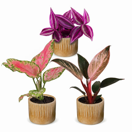 Baby Planten Paradise Mix - Diversen 3x - Tropisch - incl. Linnea Honey - Ø6cm - ↕10-15cm
