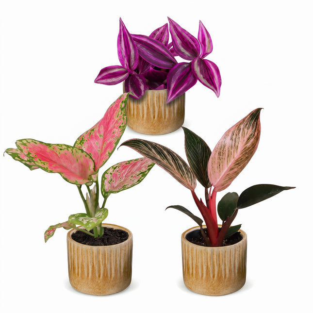 Baby Planten Paradise Mix - Diversen 3x - Tropisch - incl. Linnea Honey - Ø6cm - ↕10-15cm