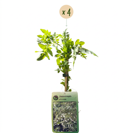 Jasminum officinale - Echte jasmijn 4x - Wit - Klimplant - Ø9cm - ↕35cm