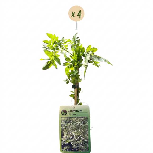 Jasminum officinale - Echte jasmijn 4x - Wit - Klimplant - Ø9cm - ↕35cm