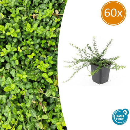 Euonymus fortunei 'Minimus' - Cappello del cardinale giapponese - ↕10-25cm - Ø9cm - 60x