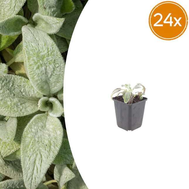 Stachys byzantina 'Silver Carpet' - Ezelsoor - ↕10-25cm - Ø9cm - 24x