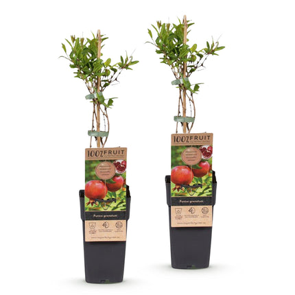Punica granatum - Melograno - Resistente - Frutto rosso-arancio - 2 piante - Vaso da 15 cm - Altezza 50 cm