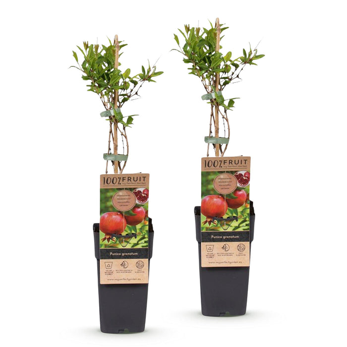 Punica granatum - Granaatappel - Rood-Oranje Vrucht - ↕50cm - Ø15cm - 2x