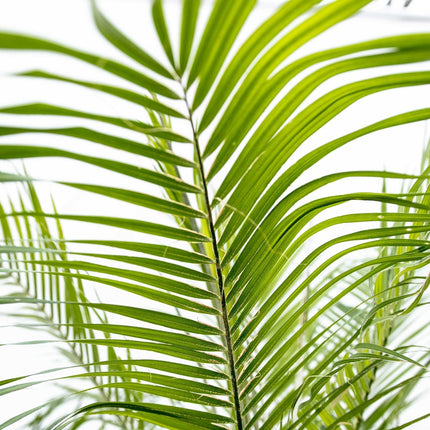 Phoenix Roebelenii su stelo - 200-210 cm