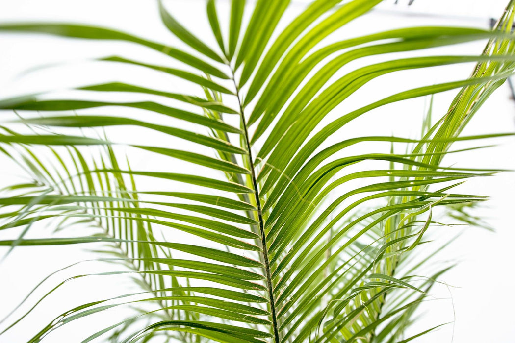 Phoenix Roebelenii op stam - 210cm - 200cm